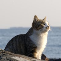 もんがむんが (@monga_munga) 's Twitter Profile Photo もんがむんが (@monga_munga) 's Twitter Profile Photo