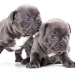We are specialist breeders of blue lilac,chocolate french bulldogs. All our pups are (KC) registered and reared in a home environment by dog lovers.