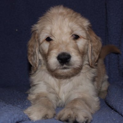 Male goldendoodle. Six weeks old. Follow me for updates on my life adventure! #AstroDoodle