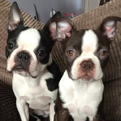 we are super cute boston Terriers . loving our life with our human family.we also like to lick ears and give out many kisses.follow my lovers @__locko @CorCor84