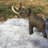 Mammuthus_'s avatar