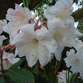 @loder_plants, Camellia Grove and Hydrangea Haven, 3 #nurseries in 1, One of the widest ranges of #Azaleas, #Camellias, #Hydrangeas and #Rhododendrons.com
