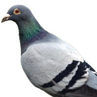 Val Friedman (@vasriedman) 's Twitter Profile