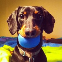 Crusoe the Dachshund(@Celeb_Dachshund) 's Twitter Profile Photo