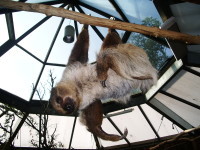 KillerPueppi's profile picture. 