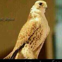 أبن روق (@bnmko3) 's Twitter Profile