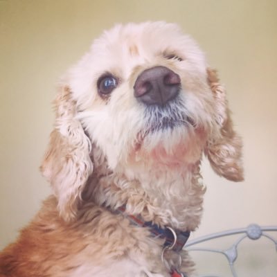 I'm a cockapoo whose been rescued. Cute and cuddly are my best personality traits.