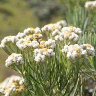 nhayuni's profile picture. Janji Allah tak pernah ingkar ... Temani aku yaa Robb dalam perjalanan ini ... Apapun warna hidup, semoga syukur tak pernah redup ...