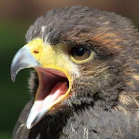 ThaiRaptor's profile picture. 