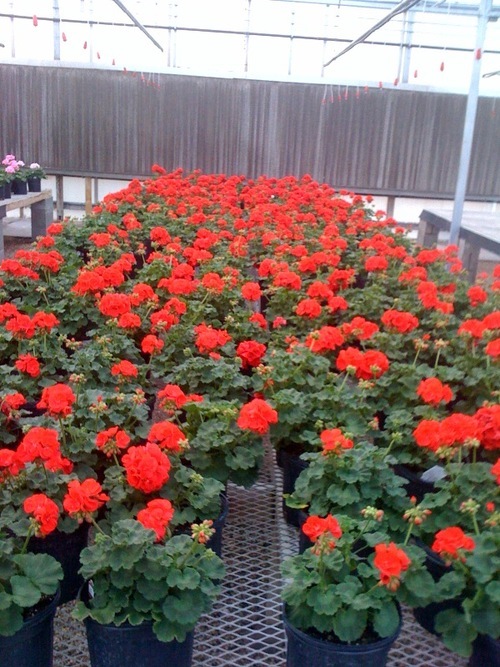 AlldredgeGarden's profile picture. Alldredge Gardens
Fine outdoor living