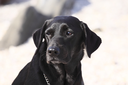 magicloop's profile picture. 春から初秋は渓流のFLY FISHER。渓魚と温泉を求め、東北や飛騨、木曽の森と渓を彷徨。山歩き等OUT DOORでの遊び全般が好き。FLY FISHINGシーズンのため、冬の間は家族サービスとジム通い。休日はR134沿いにRUNNINGか自転車。黒LABを含め、4人家族。鎌倉周辺のPHOTOGRAPH散歩も結構好き。