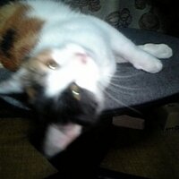 辻和人 (@famifami) 's Twitter Profile Photo