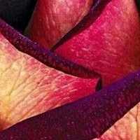 سامر (@aa171024) 's Twitter Profile