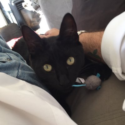 ThurgoodCat's profile picture. A panther that lives with @eminemkitten and @dpp… and some other cats…

Gotcha day was Marriage Equality day…