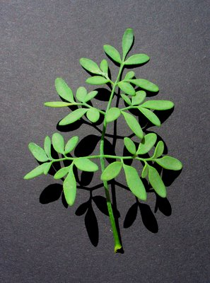 Jroussenq's profile picture. Biólogo - Professor de Biologia - Ensino Médio e Universitário