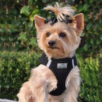 Pet Comforts Dogs(@PetComfortsDogs) 's Twitter Profile Photo