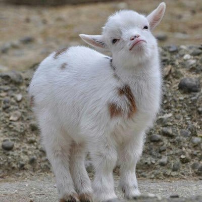 MiniSquishy's profile picture. You goat to follow my new account: @Jodders_19