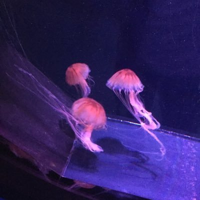 UjEWDJQQtNnUGQe's profile picture. もこ