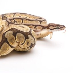 constrictorlab5's profile picture. 