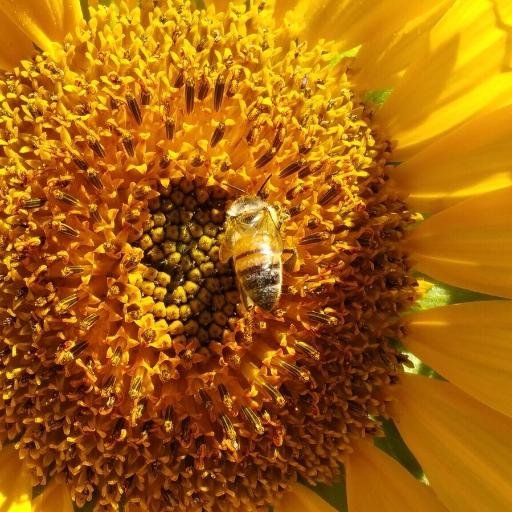 CVHillsGarden's profile picture. The Chula Vista Hills School Garden is cultivating a healthy connection between children, food, and the environment. @johamilton1964