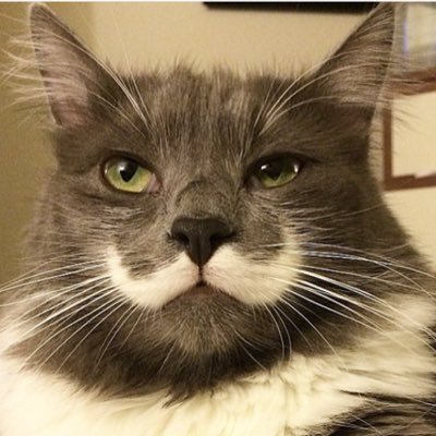Im a cat with a real mustache. I play fetch, have a lucky penny, and ill out eat anyone in a pizza competition...yes, thats a thing. HamiltonCatman@gmail.com