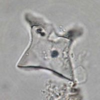 Stromberg Lab (@stromberglab) Twitter profile photo