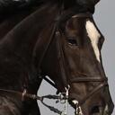 Alison Cain - @equilanduk - Twitter