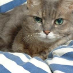 NAOpapaxx's profile picture. 猫好きオジサンです
NIKKEやってます。DSKBユニオンのリーダーです。
無言フォロー失礼します。
フォローしていただければフォロバ必ず行います。（NIKKE関連）
よろしくお願いします