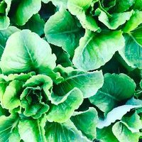 Rock Steady Farm (@rocksteadyfarm) 's Twitter Profile