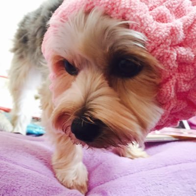 mahimaroro9729's profile picture. 英語勉強用アカウント