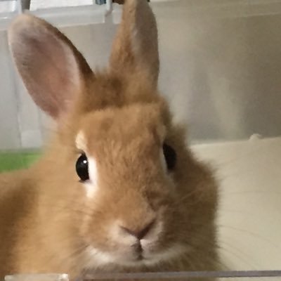XはほぼTHE STEREOGANG絡みの投稿になるかなぁ…… ステギャンで繋がった皆さんや、ステギャンの対バンで知ったバンドやメンバーさんのところにも時々行ってコメントとかさせてもらったりもしてますので、よろしくお願いします🙇🏻♂️