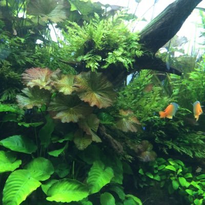 taruto_syaroshi's profile picture. H27行政書士試験合格｜R4社労士試験合格｜R4.12勤務社労士登録｜社労士法人7年→事業会社人事労務｜ 30代女性｜勉強仲間募集中です 無言フォローやリプライ失礼します✨