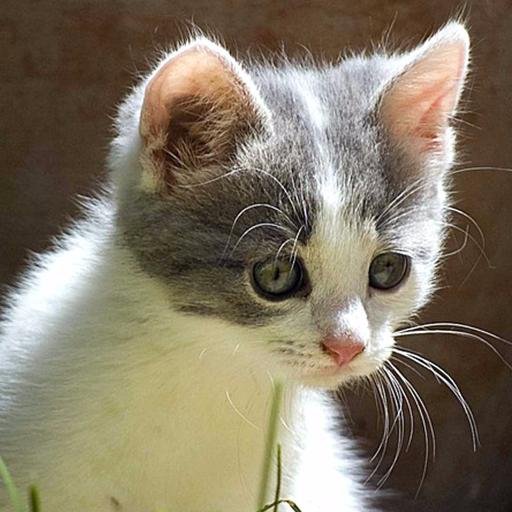 Bringing you brand new cute cat pictures every week to brighten up your day. If you want your cat to be featured on our site DM us your pictures :)
