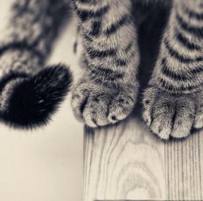 pastelblueo's profile picture. 