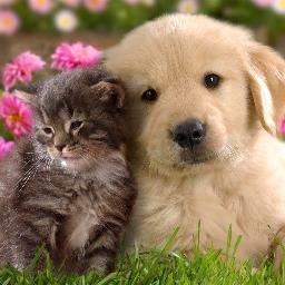 Flores de Bach para tu peludito, remedio natural para perros gatos y demás mascotas, hazlo feliz! info por DM