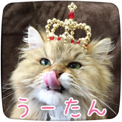 お散歩猫うーたん💕と、うーたん率いるカノン&ティアラ🐈リーマンパパ主と保護猫3姉妹の日常を呟きます🐾パパとカノンちゃんのダイエット宣言！ブログhttps://t.co/RdyblLL8Sr☆ギャラリーhttps://t.co/CbPit5UM5U