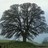 TheFoothillBuzz's profile image
