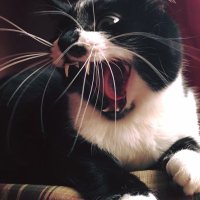 Chairman of the Communist Party of Hellworld (@jjjonatron) 's Twitter Profile Photo Chairman of the Communist Party of Hellworld (@jjjonatron) 's Twitter Profile Photo