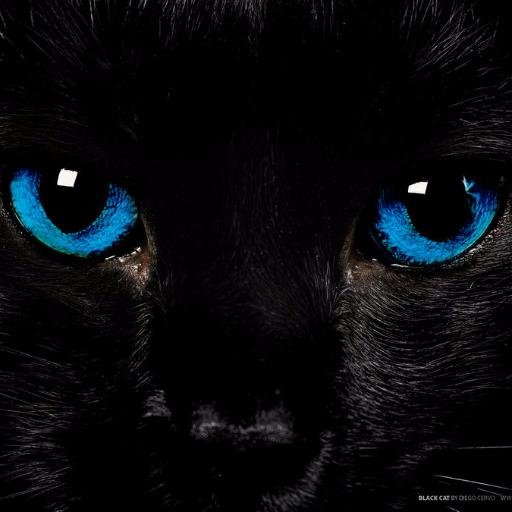 MSyalah's profile picture. 