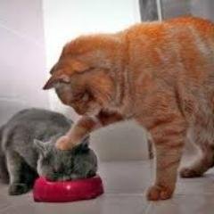 おもしろい動物の画像や動画をツイートします。動物好きな方にはたまらない画像と動画だと思います。