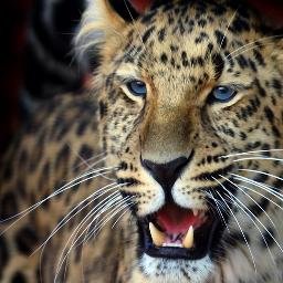 sidra_afreen's profile picture. 