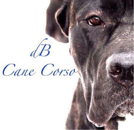 DBCorso's profile picture. We are a up and coming Cane Corso breeder. Our main focus is temperament and preserving the working ability of the ...https://t.co/KDAiFNEvuo