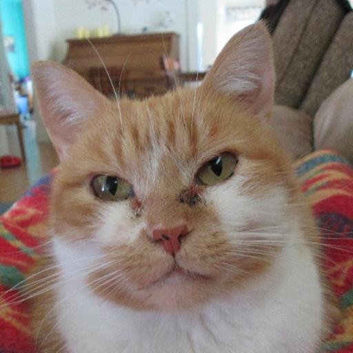 I am a gorgeous, ginger cat. Look into my evil, Svengali eyes and be enthralled! My opinion costs, sarcasm free. https://t.co/HNABdL9WTB