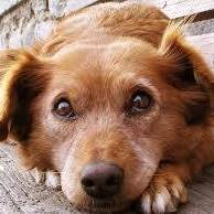 Patick Sokak Projesi (@patick_net) Twitter profile photo