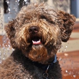 sailor_lagotto's profile picture. 