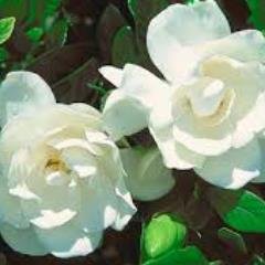 katerinatounta2's profile picture. 