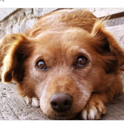 helpanimals2k16's profile picture. 