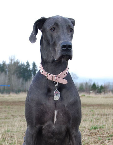 DarwintheDane's profile picture. Don't let the name fool you, I'm a girl!