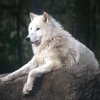 政治・経済・歴史・社会問題を中心に呟いています。動物の殺処分と生体販売に反対。日本の国益、公益のために奮闘してくれている人を応援。