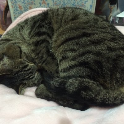 rfXQ6zvYRK3a07v's profile picture. 